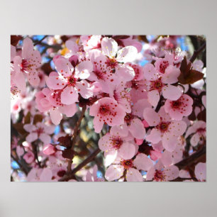 Poster Flores cor-de-rosa na árvore de florescência