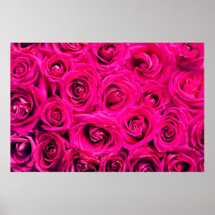 Poster Flores cor-de-rosa rosa fundo