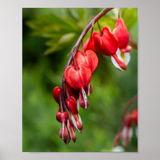 Poster Flores Coração Sangrando Pendurados em um Caule
