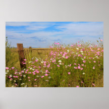 Flores Cosmos no campo