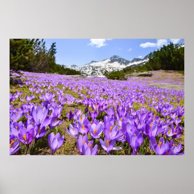 Poster Flores | Crocus Pirin Mountain Park Bulgária (Frente)