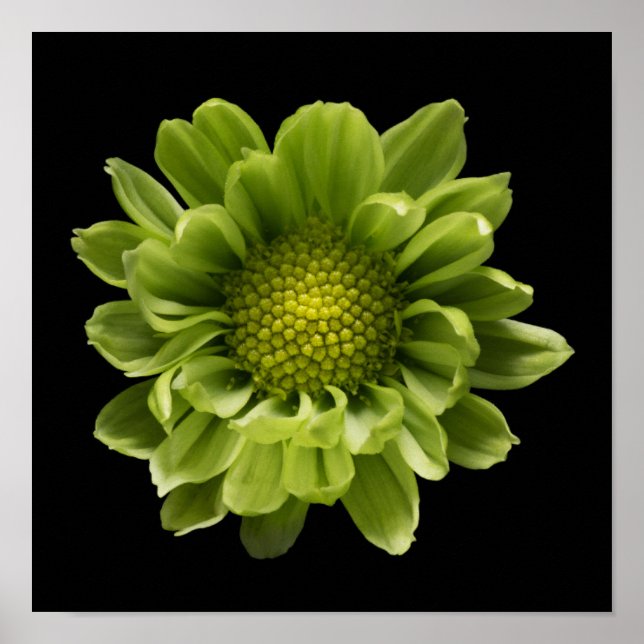 Poster Flores | Crolisântemo Verde (Frente)