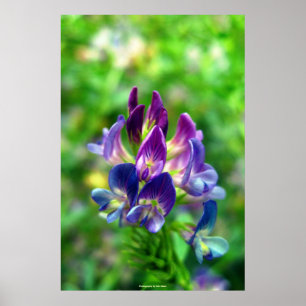Póster Flores da alfafa