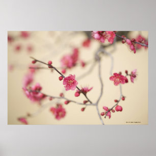 Poster Flores da ameixa