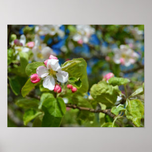 Poster Flores da árvore de Apple