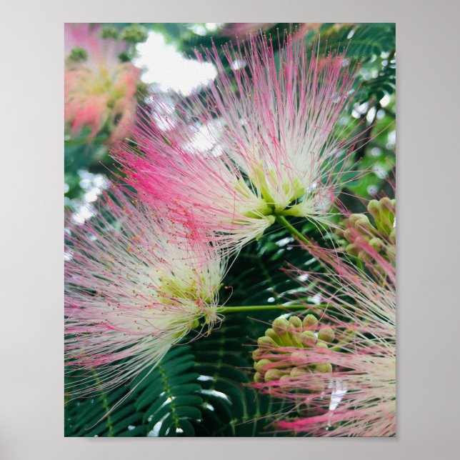 Poster Flores da Árvore de Mimosa (Frente)