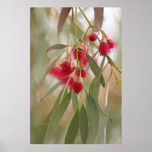 Póster Flores da goma