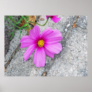 Póster Flores da lavanda com citações inspiradas