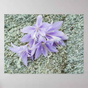 Poster Flores da lavanda na floração do cheio 