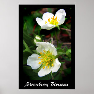 Poster Flores da morango