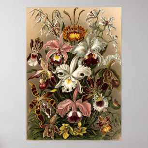 Poster Flores da Orquídea Vintage por Ernst Haeckel