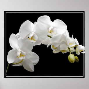 Poster Flores da Poster-Orquídea