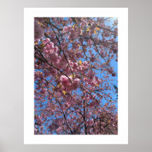 Flores da Primavera