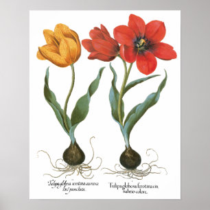 Póster Flores da tulipa do primavera do vintage por