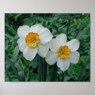 Poster Flores Daffodil