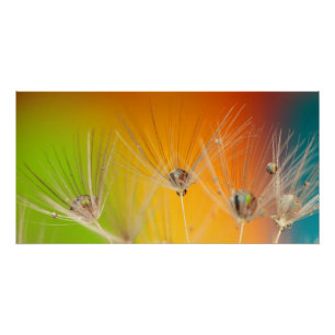Póster Flores Dandelion Casamento Chuveiro Amor Paz