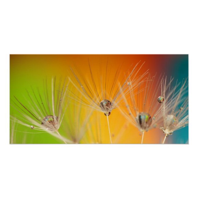 Póster Flores Dandelion Casamento Chuveiro Amor Paz (Frente)