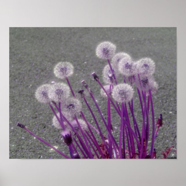Poster Flores de Abstrato de Dandeliões Puros Fluffy (Frente)