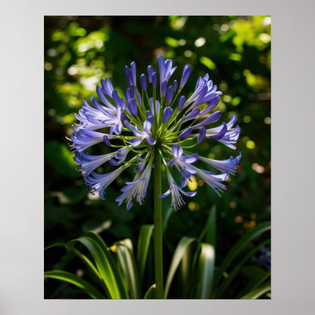 Poster Flores de Agapanthus Azuis (Frente)