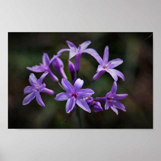 Poster Flores De Alho Selvagem, Rosa, Florais (Frente)