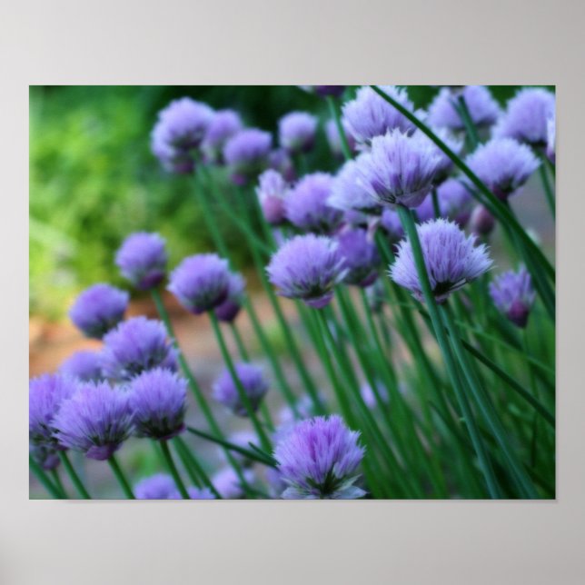 Poster Flores de Allium Roxo Orton (Frente)