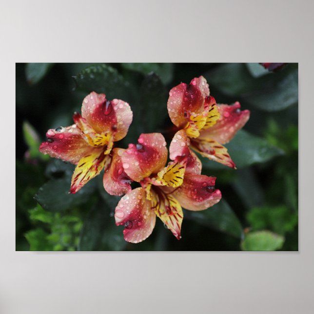 Poster Flores de Alstroemeria (Frente)