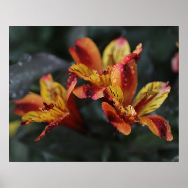 Poster Flores de Alstroemeria (Frente)
