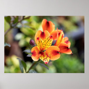 Poster Flores de Alstroemeria Vermelha e Laranja