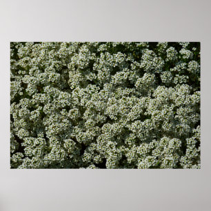 Poster Flores de Alyssum Doce Floral Branco