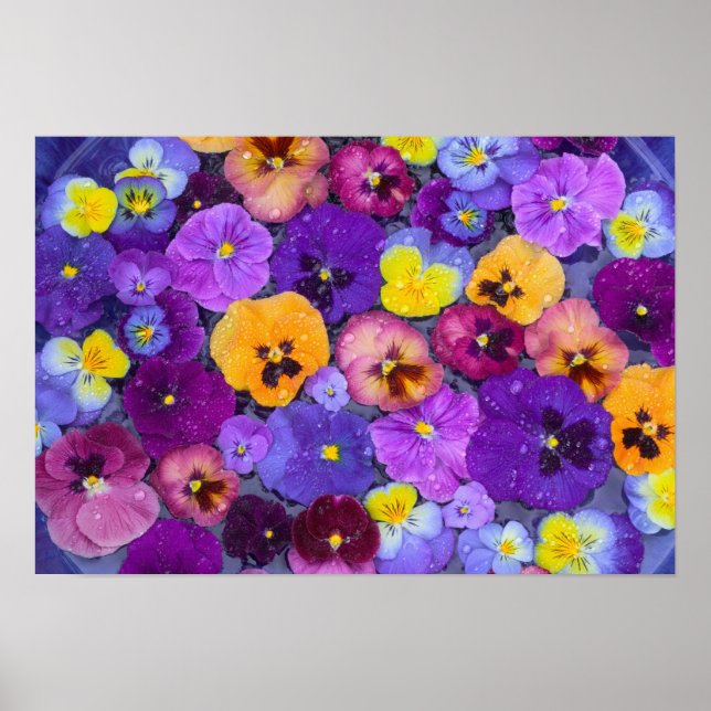 Poster Flores de amor-perfeito flutuando em banho de páss (Frente)