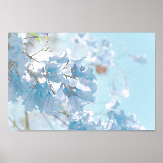 Poster Flores de Árvore Pastel Soft Blue Jacaranda (Frente)
