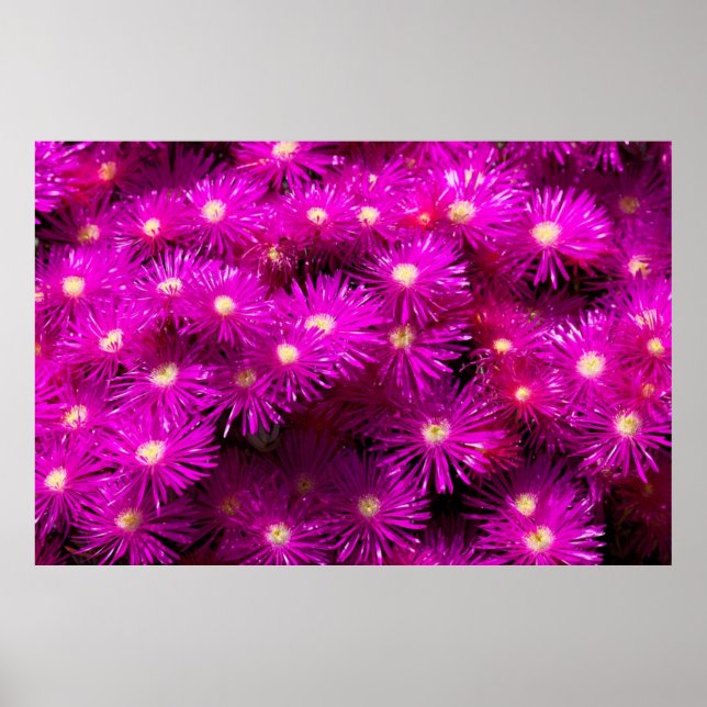 Poster Flores de Aster Rosa (Frente)