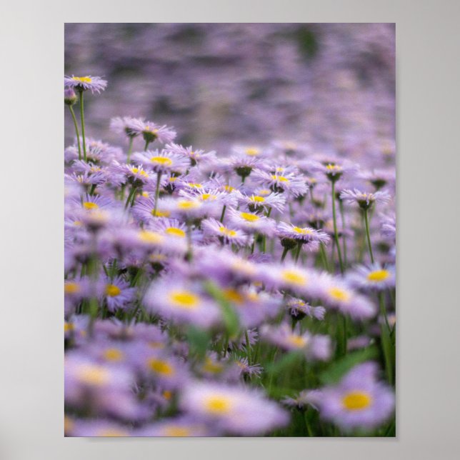 Poster Flores de Aster Roxo (Frente)