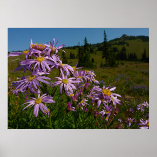 Poster Flores de Aster Roxo no Monte Rainier