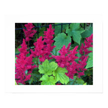 Flores de Astilbe Rosa Profundo Floral
