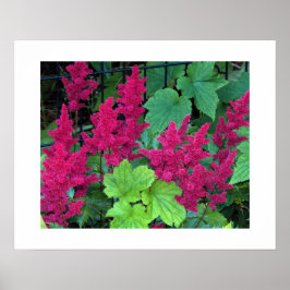 Poster Flores de Astilbe Rosa Profundo Floral