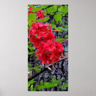 Poster Flores de Azalea Vermelha