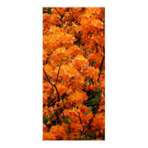 Flores de Azaléia Flame