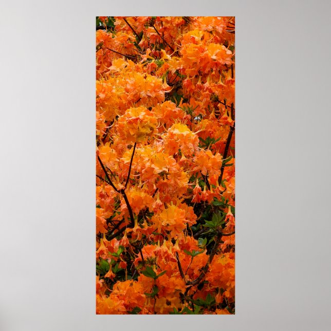 Poster Flores de Azaléia Flame (Frente)