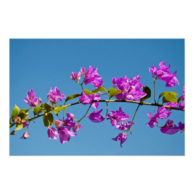 Póster Flores de Bougainvillea (Frente)