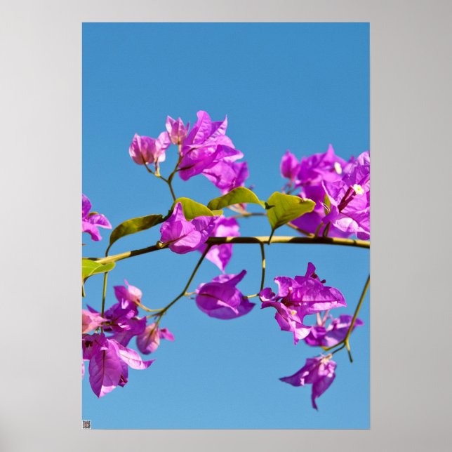Poster Flores de Bougainvillea (Frente)