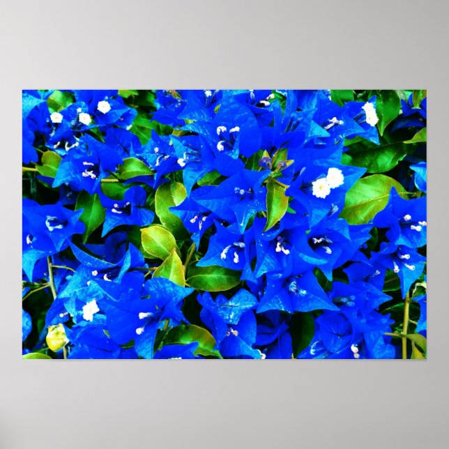 Póster Flores de Bougainvillea Azul Vibrantes (Frente)