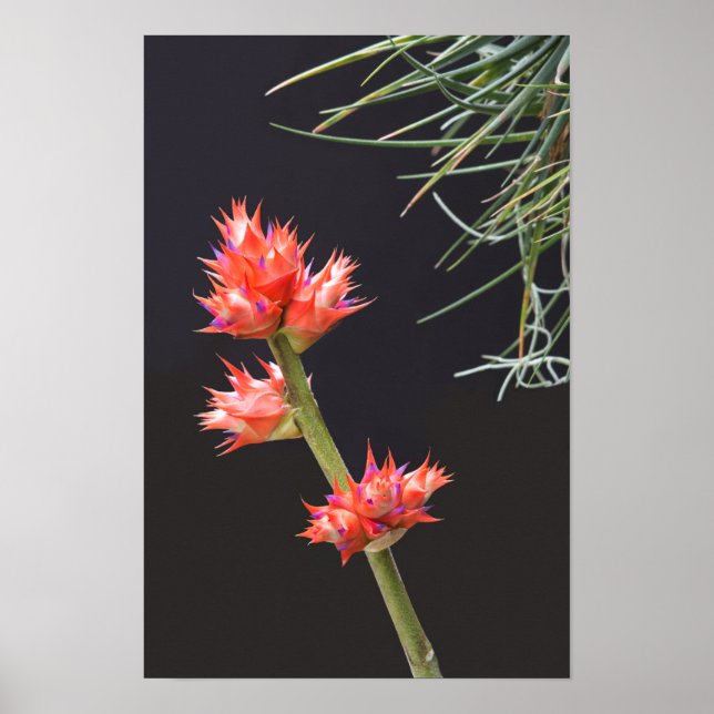 Poster Flores de bromélia e caule (Frente)