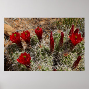 Póster flores de cacto Claret Cup 2