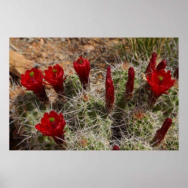 Póster flores de cacto Claret Cup 2 (Frente)