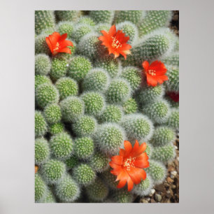 Poster Flores de Cactus