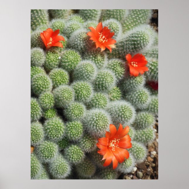 Poster Flores de Cactus (Frente)