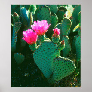 Poster Flores de Cactus Beavertail
