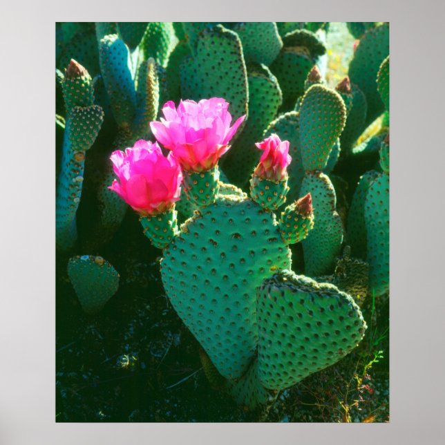 Poster Flores de Cactus Beavertail (Frente)