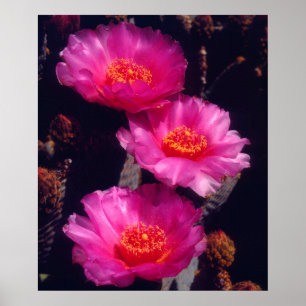 Póster Flores de Cactus Beavertail 2